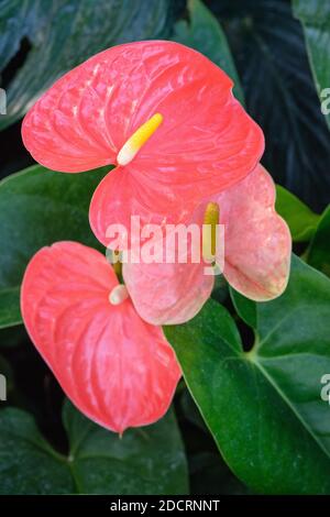 Anthurium andraeanum 'Champion orange'. flamingo flower Tail flower Champion orange. Fleurs sur des spathes orange Banque D'Images