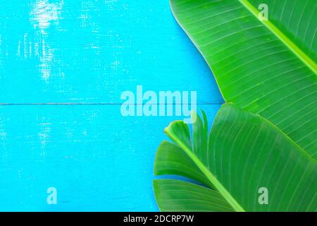Des feuilles de banane vert vif et vif plantain s'étend sur fond de bois bleu pour un arrière-plan tropical d'été. Composition de la conception de la vue de dessus. Banque D'Images
