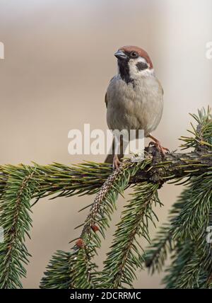 Portrait arbre parrow (Passer montanus) assis sur branche de pin avec arrière-plan isolé et espace de copie. Banque D'Images