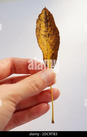 Vieille feuille de pomme jaune brun dans la main femelle sur fond blanc. Vue de dessus. Banque D'Images