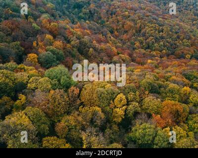 Vue aérienne de la forêt en automne Banque D'Images