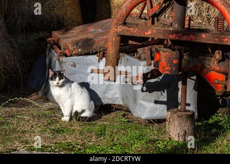 Chat de ferme noir et blanc sur des balles de foin sur des terres agricoles, Comté de Kerry, Irlande Banque D'Images