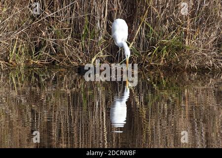 Grand aigreet (Ardea alba) Federsee, Bade-Wurtemberg, Allemagne Banque D'Images