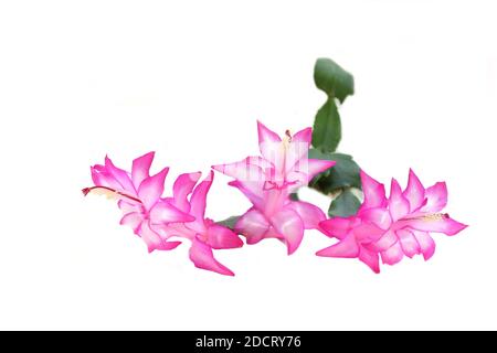 Gros plan sur des fleurs de cactus Schlumbergera roses sur fond blanc Banque D'Images