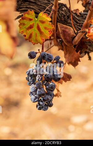 Brossez les raisins secs de vin après la récolte sur fond flou gros plan Banque D'Images