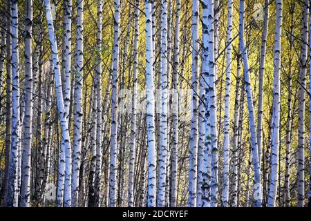 Couleurs d'automne en forêt de bouleau sur tiges de bouleau blanc troncs d'arbre Banque D'Images