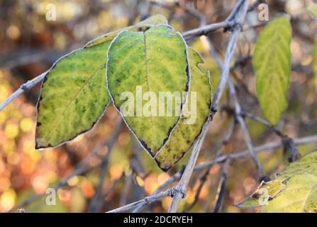 Rime sur les feuilles de couleur automnale accrochées à l'arbre Banque D'Images