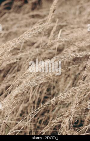 Champ d'herbe de festuca dorée et sèche. Paysage d'automne à la lumière du soleil. Gros plan des plantes sauvages de prairie en voie de disparition. Mise au point sélective, arrière-plan flou. En saison Banque D'Images