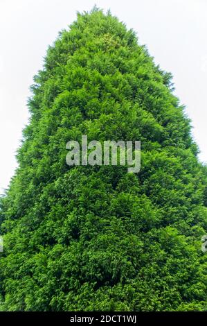 Leylandii (Leyland Cyprus x Cupressocyparis) un conifères à feuilles persistantes de croissance très rapide ne convient pas comme une petite plante de jardin, photo de stock Banque D'Images