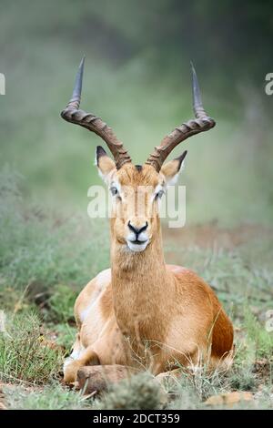 Un portrait de gros plan impala adulte masculin se repose en se plaçant face à l'appareil photo. Melampus d'Aepyceros. Banque D'Images