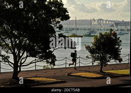 Un jogger est encadré par des arbres Pohutukawa pendant qu'il court Le long de Tamaki Drive à Auckland, en passant par les amarres de yacht d'Okahu Bay Front de mer du plus grand c. De Nouvelle-Zélande Banque D'Images