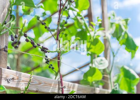 Vue vers le haut groupe de graines d'épinards et de fleurs de malabar sur des trellisis de vigne sous ciel bleu dans le jardin de l'arrière-cour près de Dallas, Texas, États-Unis. Les autres noms sont B Banque D'Images