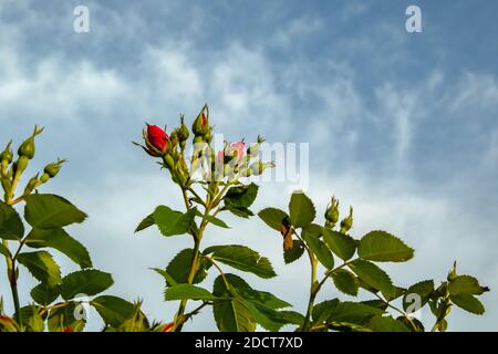 Roses non soufflées contre le ciel Banque D'Images