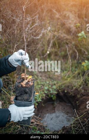 plantation de nouveaux arbres avec des outils de jardinage dans un parc vert Banque D'Images