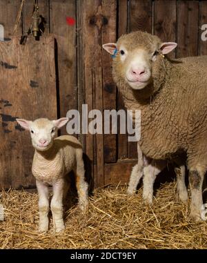 Preston, Lancashire, Royaume-Uni. 23 novembre 2020. Interrogent les brebis Dorset avec des agneaux près de Preston, Lancashire, Royaume-Uni. La race prolifique de moutons est capable d'agneaux toute l'année et peut produire trois cultures d'agneaux tous les deux ans. Crédit : John Eveson/Alamy Live News Banque D'Images