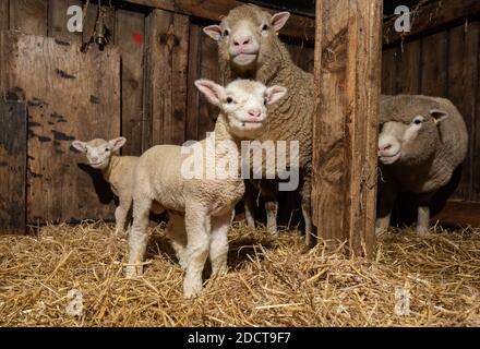 Preston, Lancashire, Royaume-Uni. 23 novembre 2020. Interrogent les brebis Dorset avec des agneaux près de Preston, Lancashire, Royaume-Uni. La race prolifique de moutons est capable d'agneaux toute l'année et peut produire trois cultures d'agneaux tous les deux ans. Crédit : John Eveson/Alamy Live News Banque D'Images