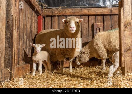 Preston, Lancashire, Royaume-Uni. 23 novembre 2020. Sondage Dorset brebis et agneau près de Preston, Lancashire, Royaume-Uni. La race prolifique de moutons est capable d'agneaux toute l'année et peut produire trois cultures d'agneaux tous les deux ans. Crédit : John Eveson/Alamy Live News Banque D'Images