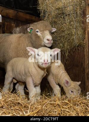 Preston, Lancashire, Royaume-Uni. 23 novembre 2020. Interrogent les brebis Dorset avec des agneaux près de Preston, Lancashire, Royaume-Uni. La race prolifique de moutons est capable d'agneaux toute l'année et peut produire trois cultures d'agneaux tous les deux ans. Crédit : John Eveson/Alamy Live News Banque D'Images