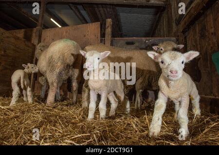 Preston, Lancashire, Royaume-Uni. 23 novembre 2020. Interrogent les brebis Dorset avec des agneaux près de Preston, Lancashire, Royaume-Uni. La race prolifique de moutons est capable d'agneaux toute l'année et peut produire trois cultures d'agneaux tous les deux ans. Crédit : John Eveson/Alamy Live News Banque D'Images