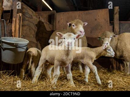 Preston, Lancashire, Royaume-Uni. 23 novembre 2020. Interrogent les brebis Dorset avec des agneaux près de Preston, Lancashire, Royaume-Uni. La race prolifique de moutons est capable d'agneaux toute l'année et peut produire trois cultures d'agneaux tous les deux ans. Crédit : John Eveson/Alamy Live News Banque D'Images