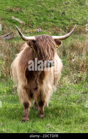 Vaches des Highlands : les Highlands sont une race écossaise de bétail rustique. Originaire des Highlands écossais et des îles des Hébrides extérieures d'Écosse, il est doté de longues cornes et d'un long manteau déchiquetés. Il s'agit d'une race robuste, élevée pour résister aux conditions intempérées de la région.The Highland Cow est la plus ancienne race de bétail enregistrée au monde. Un groupe de bovins des Highlands est connu sous le nom de « pliure » Banque D'Images