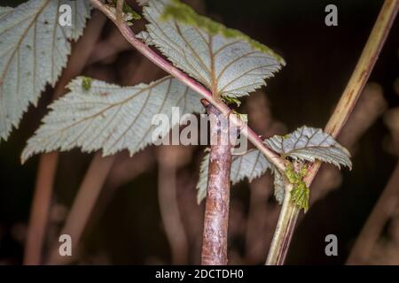 Gros plan d'une larve de libellule brune sur une lame d'herbe dans un Bush à un lac ou un étang, Allemagne Banque D'Images