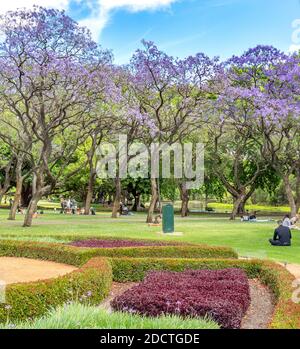 Les gens pique-niques sous les arbres de Jacaranda fleuris en pleine floraison à Hyde Park Perth Australie occidentale. Banque D'Images