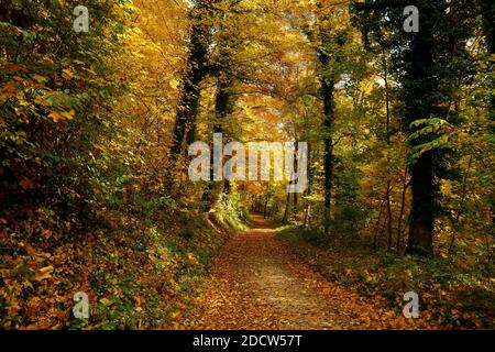 forêt de bad urach en automne, swabian alb, allemagne Banque D'Images