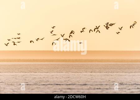 Un groupe de lapwings du nord survole un champ gelé pendant l'hiver aux pays-Bas. Le soleil couchant a tourné le ciel vers l'orange. Il y a une dyk Banque D'Images