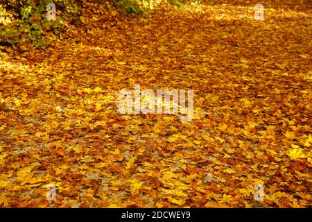 forêt de bad urach en automne, swabian alb, allemagne Banque D'Images