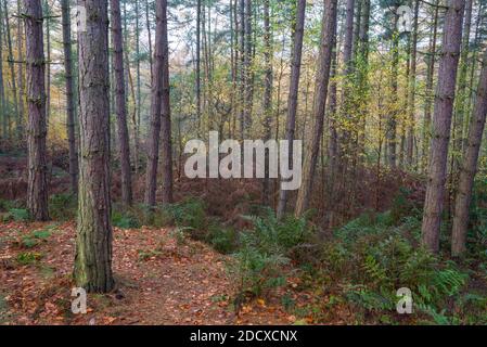 Automne dans les bois d'Erncroft, parc régional d'Etherow, Stockport, Angleterre. Banque D'Images