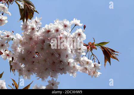 Ayr Spring Blossom Belleisle Park Ayrshire, Écosse, Royaume-Uni Banque D'Images