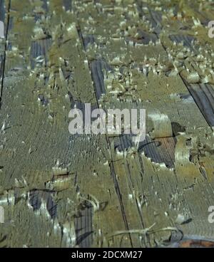 Écorce de bouleau s'écaille d'une planche de bois assise au soleil. Banque D'Images