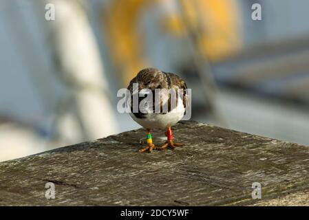 Un Turnstone à Scarborough a 4 anneaux d'identification qui le fera donnez une mine d'informations sur les voyages ce petit peu oiseau aura entrepris Banque D'Images