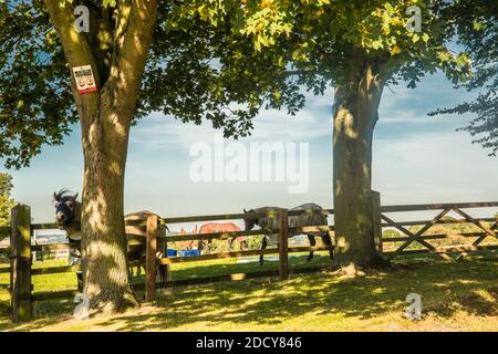 Repos dans le champ Ray Boswell Banque D'Images