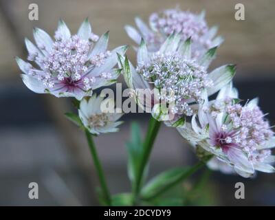 Gros plan d'un groupe de fleurs roses d'Astrantia, également connu sous le nom de Masterwort ou de la pinedoat de Hattie. Banque D'Images