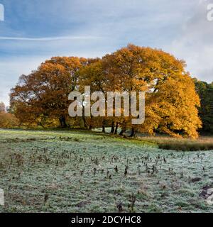 Couleurs automnales sur un grand chêne avec du gel couché sur l'herbe en premier plan. Banque D'Images