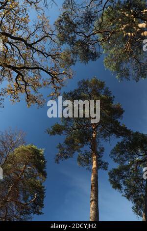 Vue sur les grands arbres et le ciel bleu en Bavière, en Allemagne Banque D'Images