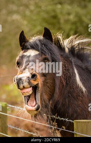 Drôle riant cheval brun avec la bouche large ouverte montrant des dents. Banque D'Images