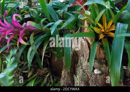 Guzmania lingulata - l'étoile de scarlet tuftée de l'aéroglisseur à tête droite, est une espèce de plante à fleurs de la famille des Bromeliaceae, sous-famille des Tillandsioïdes Banque D'Images