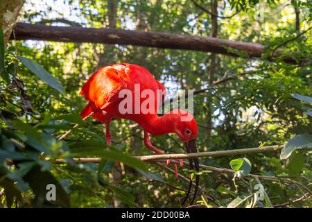 L'ibis Scarlet dans la forêt tropicale du sud du Brésil, il se trouve dans de nombreuses parties de l'Amérique du Sud. Banque D'Images
