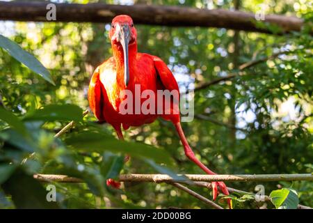 L'ibis Scarlet dans la forêt tropicale du sud du Brésil, il se trouve dans de nombreuses parties de l'Amérique du Sud. Banque D'Images