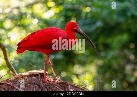 L'ibis Scarlet dans la forêt tropicale du sud du Brésil, il se trouve dans de nombreuses parties de l'Amérique du Sud. Banque D'Images