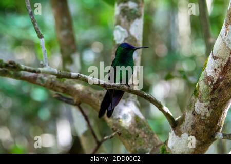 Une Woodnymphe à capuchon violet dans la forêt tropicale du sud du Brésil, elle se trouve également dans des espaces ouverts comme les parcs et dans le centre de l'Amérique du Sud. Banque D'Images