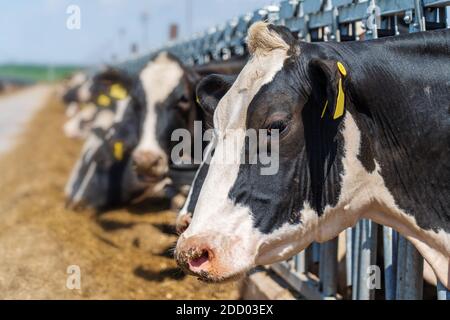 Vaches dans une ferme laitière en plein air. Vaches se reproduisant dans une ferme laitière moderne. Banque D'Images