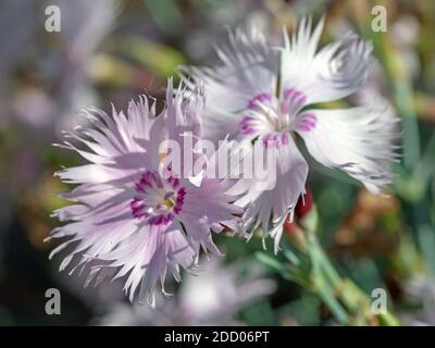 Gros plan de deux jolies fleurs de pinks à plumes Dianthus un jardin Banque D'Images