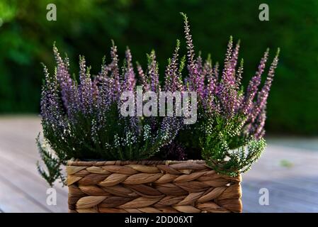 Calluna vulgaris également connu comme la bruyère commune, la bruyère ou le lingue avec des fleurs pourpres et des feuilles vertes luxuriantes assis dans le panier tissé sur le porche. Banque D'Images