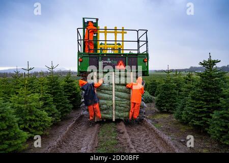 Milnathort, Écosse, Royaume-Uni. 23 novembre 2020. Des arbres de Noël sont récoltés dans une plantation près de Milnathort à Perth et Kinross. La plantation est exploitée par la Kilted Tree Company basée à Tillyochie Farm près de Milnathort. Les travailleurs coupent des arbres sélectionnés et ceux-ci sont montés à l'intérieur de manchons de protection à l'aide de machines spécialisées sur les tracteurs avant d'être transportés sur le marché. Iain Masterton/Alay Live News