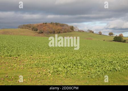 Scène de paysage d'automne, nuages sombres s'amassent au-dessus de Broom Hill, Shropshire, Angleterre. Banque D'Images