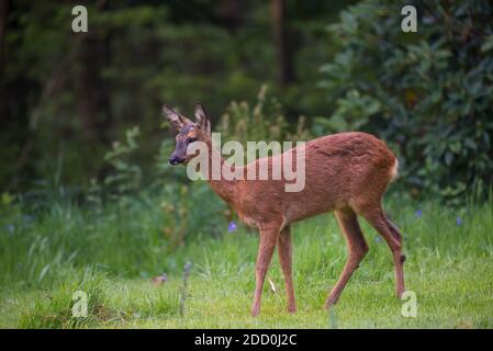 Cerf de Virginie, Capranolus capranolus, dans le jardin, Dumfries & Galloway, Écosse Banque D'Images